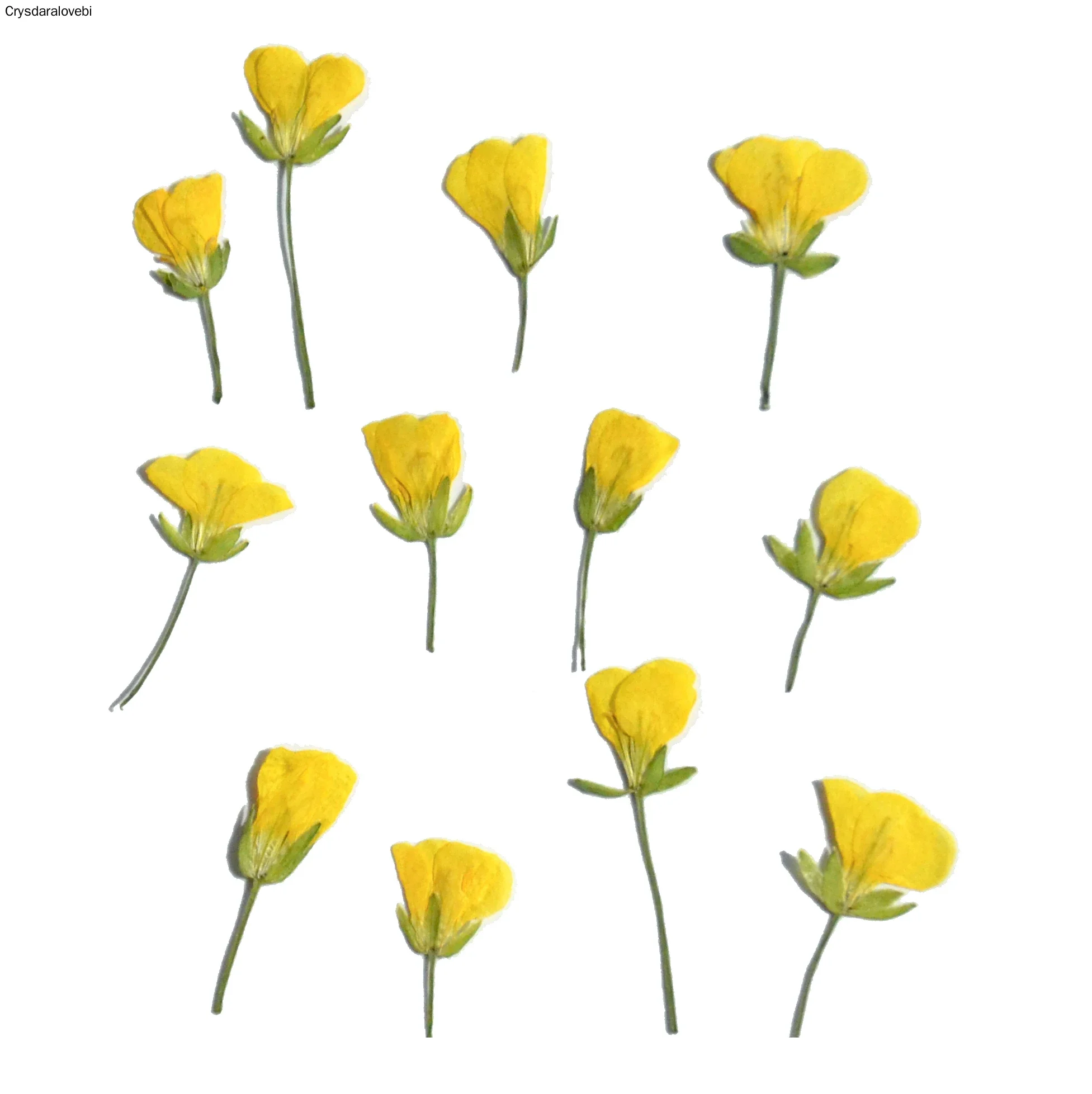 180pcs Side Pressed Dried Yellow Cole Flowers Plant Herbarium For Jewelry Photo Frame Phone Case Bookmark Scrapbook Postcard DIY