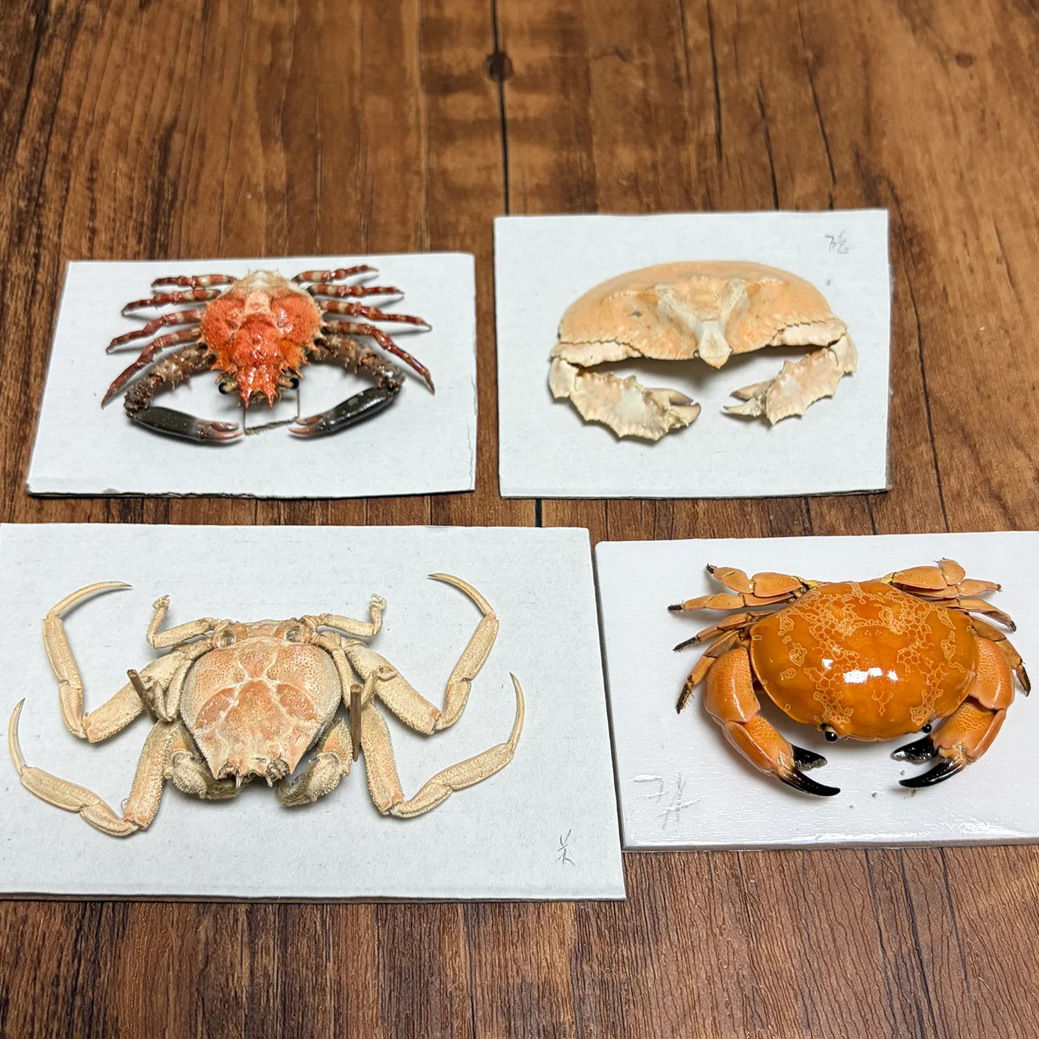 Colorful Crab Specimens Authentic Ocean Crab Taxidermy Natural Animal Handicrafts Collectors for Science Education Unique Gifts