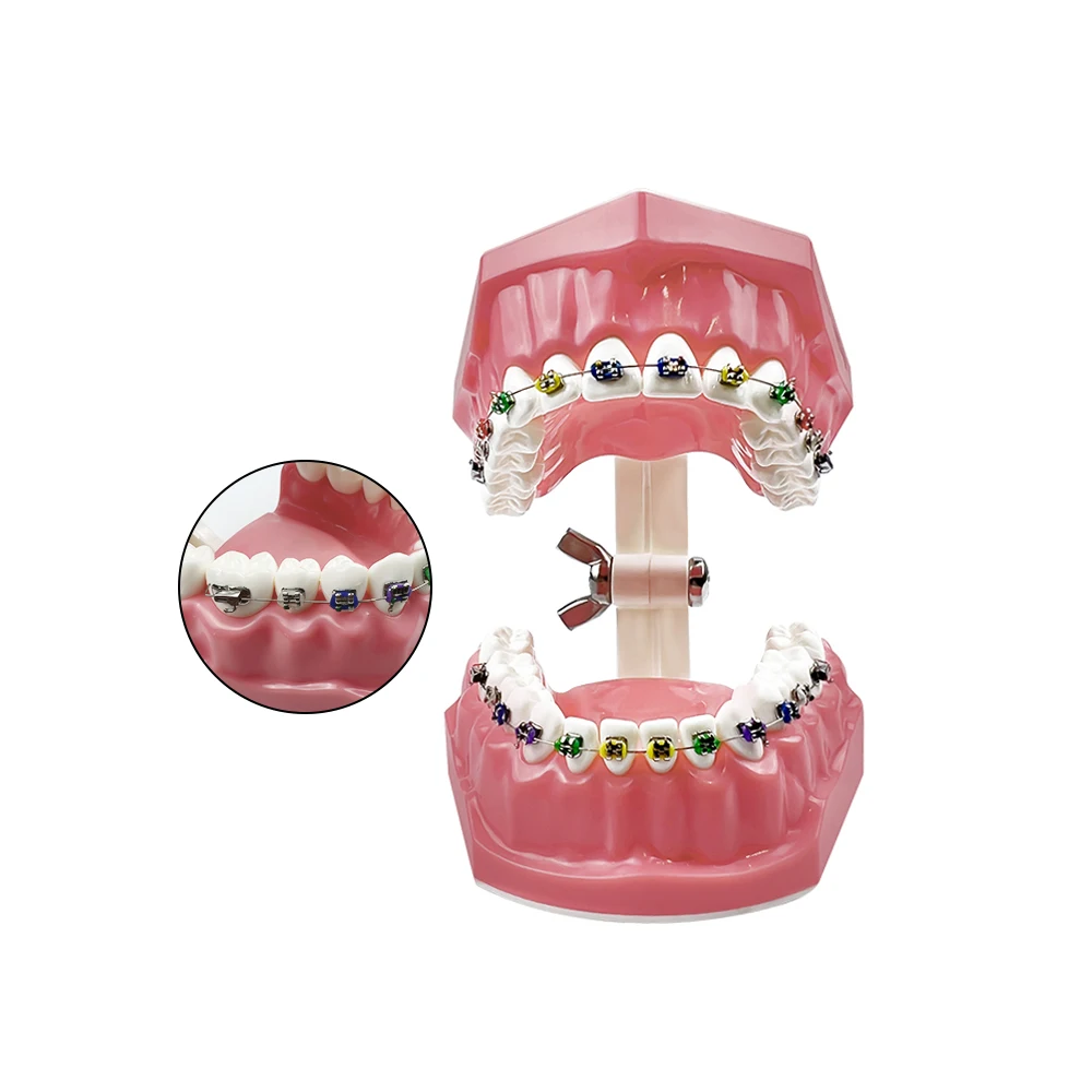 Modelo de ortodoncia Dental de tamaño estándar 1:1 con soporte, arco de alambre, Ligadura, corbata, Typodont, demostración para dentista,