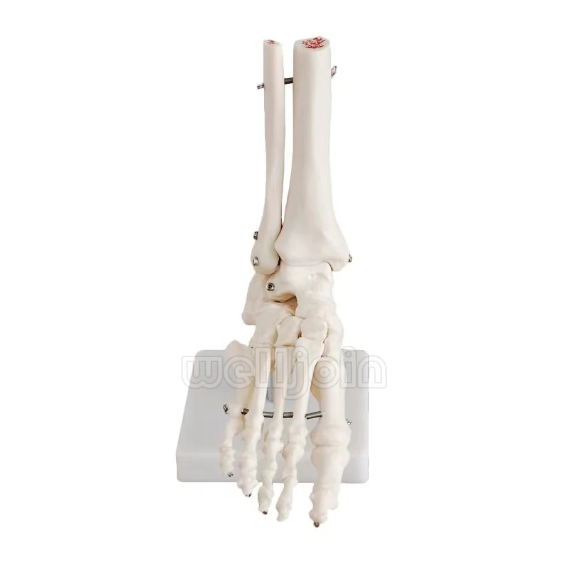 1:1 Foot Joint Model Foot Skeleton Model  Studies Foot Bones Skeletal Model Foot Anatomy Clinic Show Teaching Model