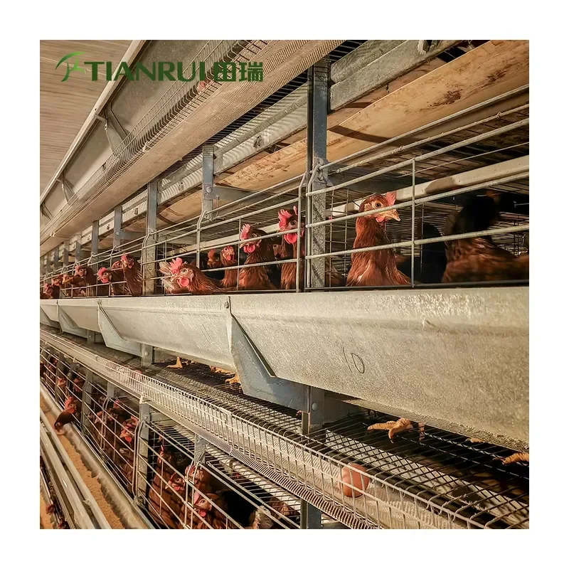 Tianrui Automatic H-Type Poultry Laying Hen Cages for Chickens Galvanized Steel Chicken Layer Farming Equipment New 15-20