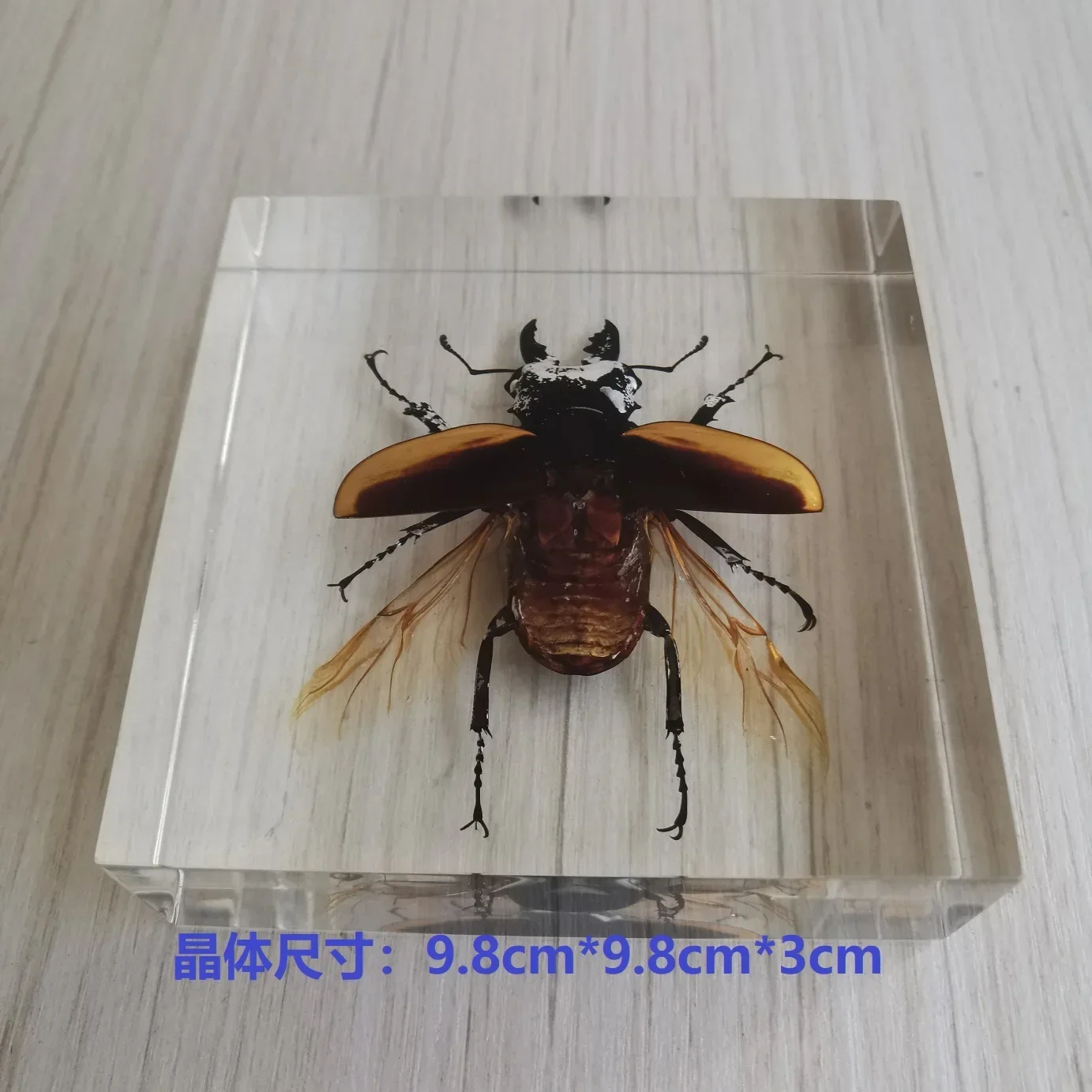 Bug Resin Insect Specimen Couch Scorpion in Resin Transparent Spiders Beetles Whelk Bug Specimen Insect Model Desktop Decoration