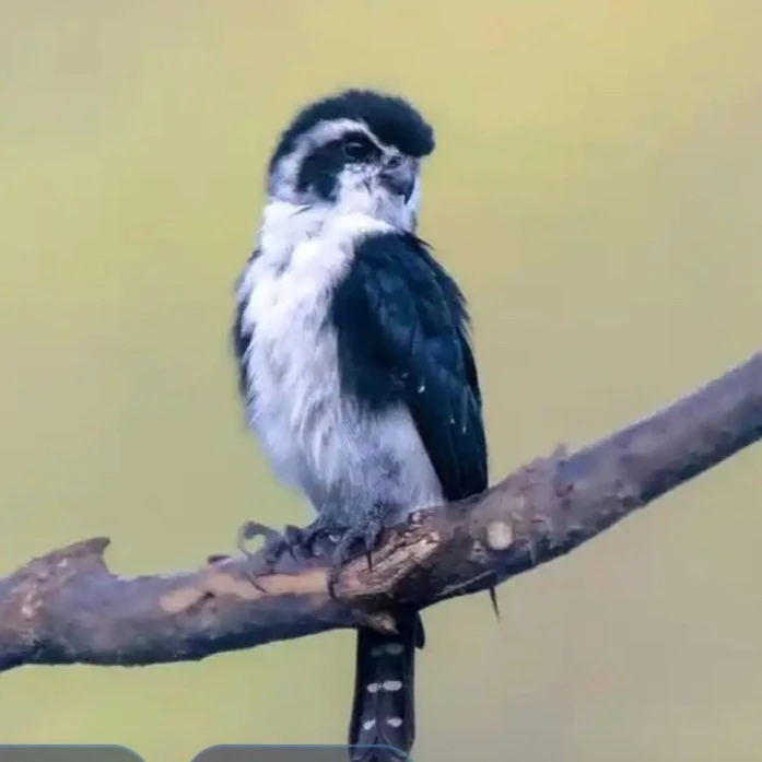 2217 اليدوية الطيور براثن ليلة اللؤلؤ قلادة خمر القوطية نمط قلادة الإبداعية هدية عينة عمل فني ديكور الهالوين