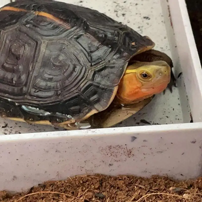 Tortoise Food Dish Reptile Water Dish And Food Dish Pet Turtle Habitat Amphibians Habitat For Turtles Lizards