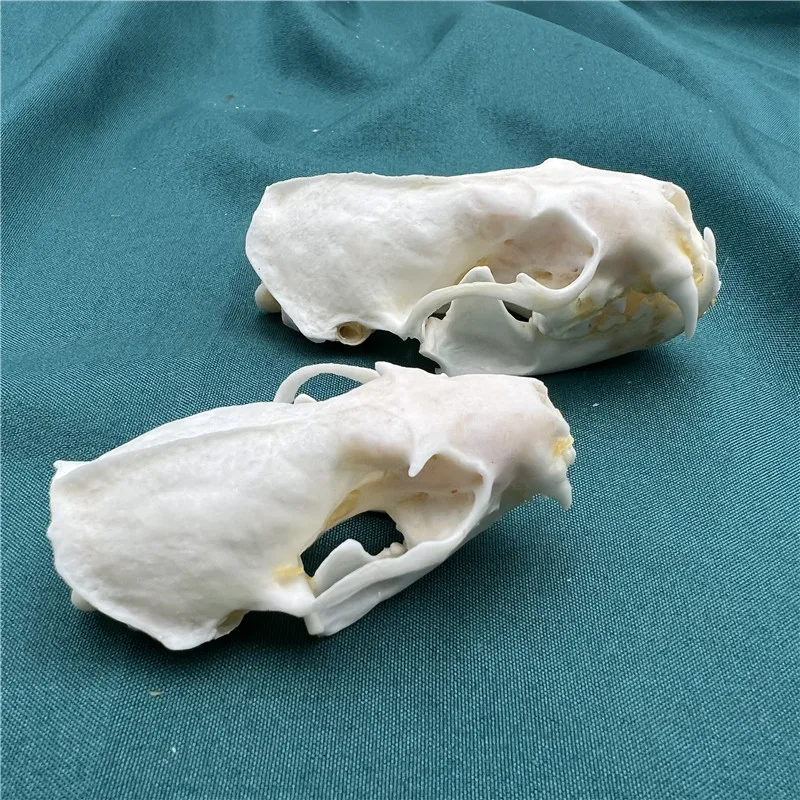 1/2/3/5/10 pcs Real mink skulls, fine animal specimens, skull gifts size 7CM - view 4