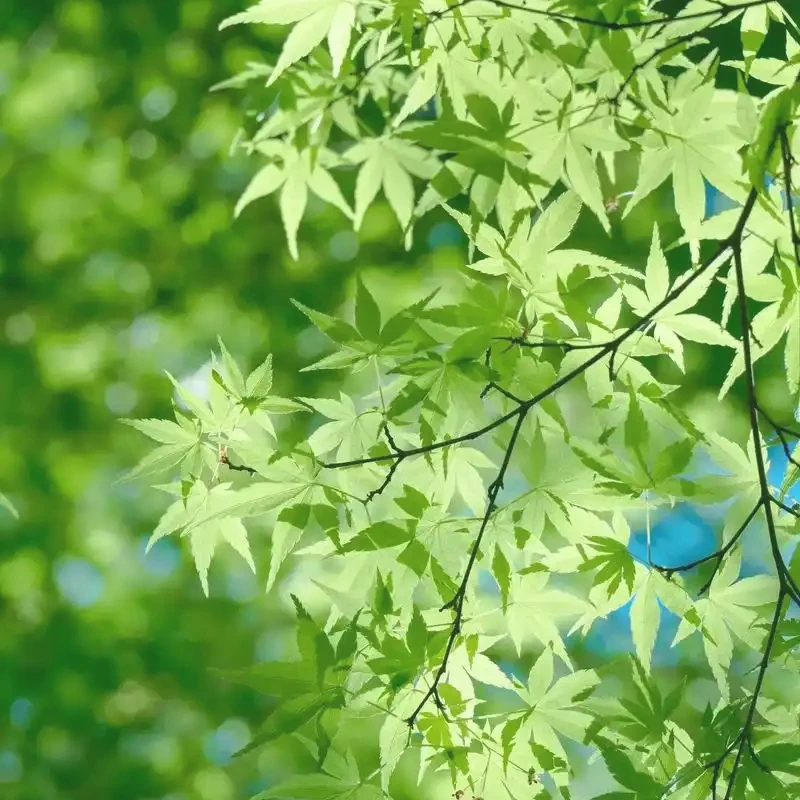 20 Buzzers Restaurant Pager System Touch Panel Wireless Calling System for Coffee Shop Food Truck Restaurant Guest Queue Page