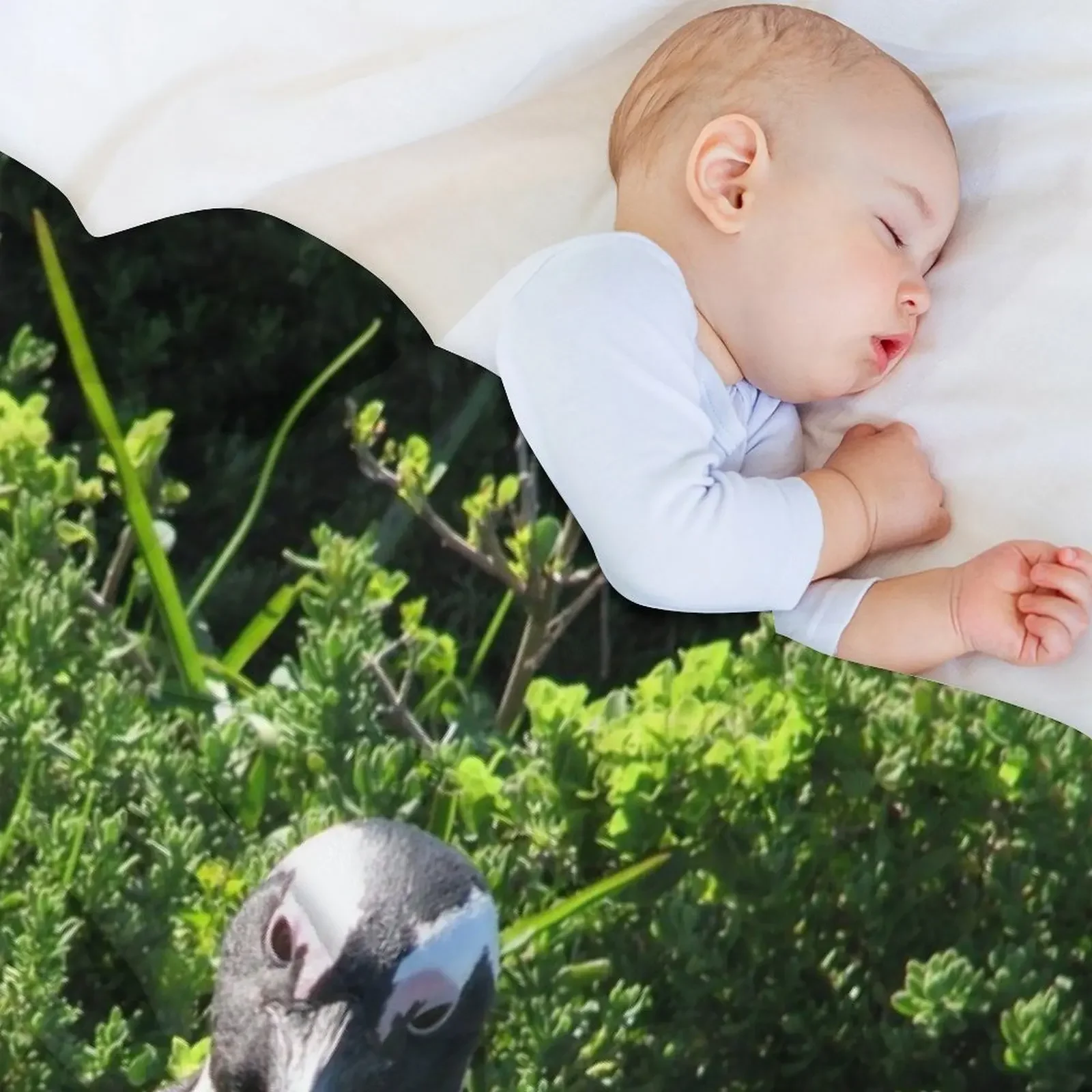 Two African Penguins Strolling Boulders Beach, Cape Town, South Africa Throw Blanket Weighted Warm heavy to sleep Blankets