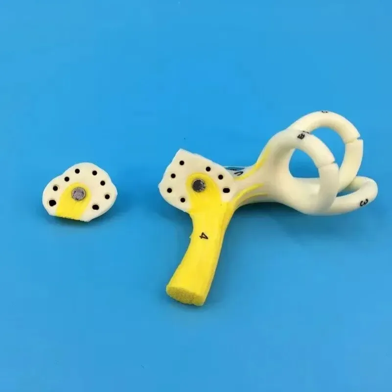 

Медицинская модель лабиринта внутреннего уха, анатомическая модель человеческого уха, полутрубчатый канал