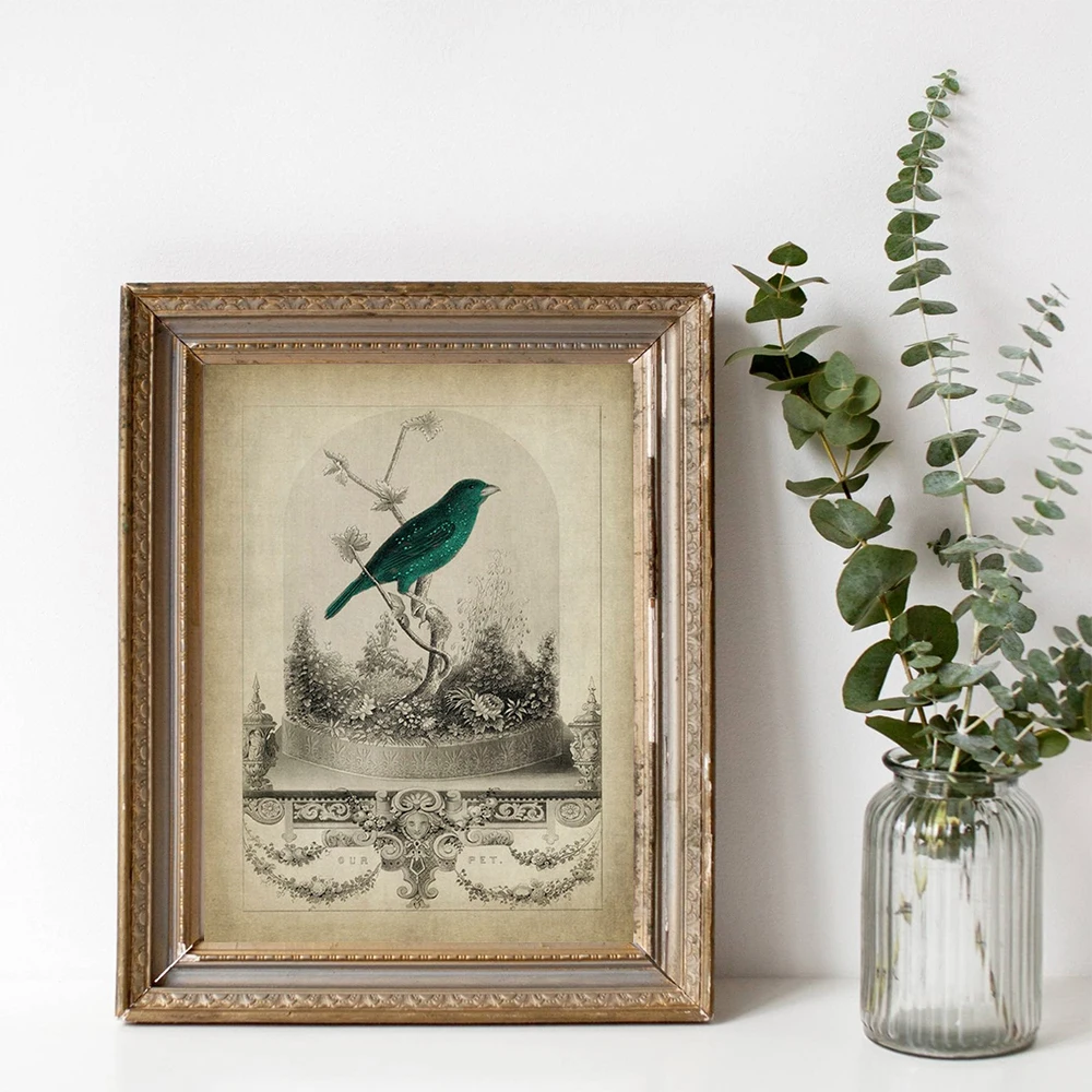 Vintage Bird Print Victorian Animal Illustration Poster Naturalist Wall Art Canvas Painting Our Pet Vivarium Pictures Home De