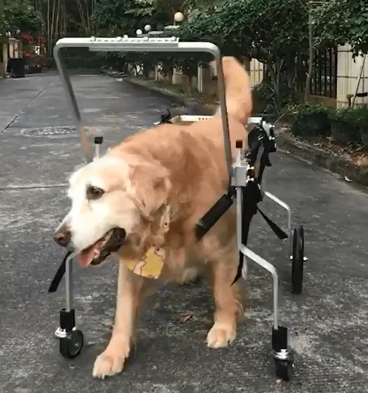 PW03 Customize OEM 4 Wheels Pet Dog Cat Walking Assistance Walker Wheelchair Cart for Front Back Legs Paralyzed Old Pet Dog Cat