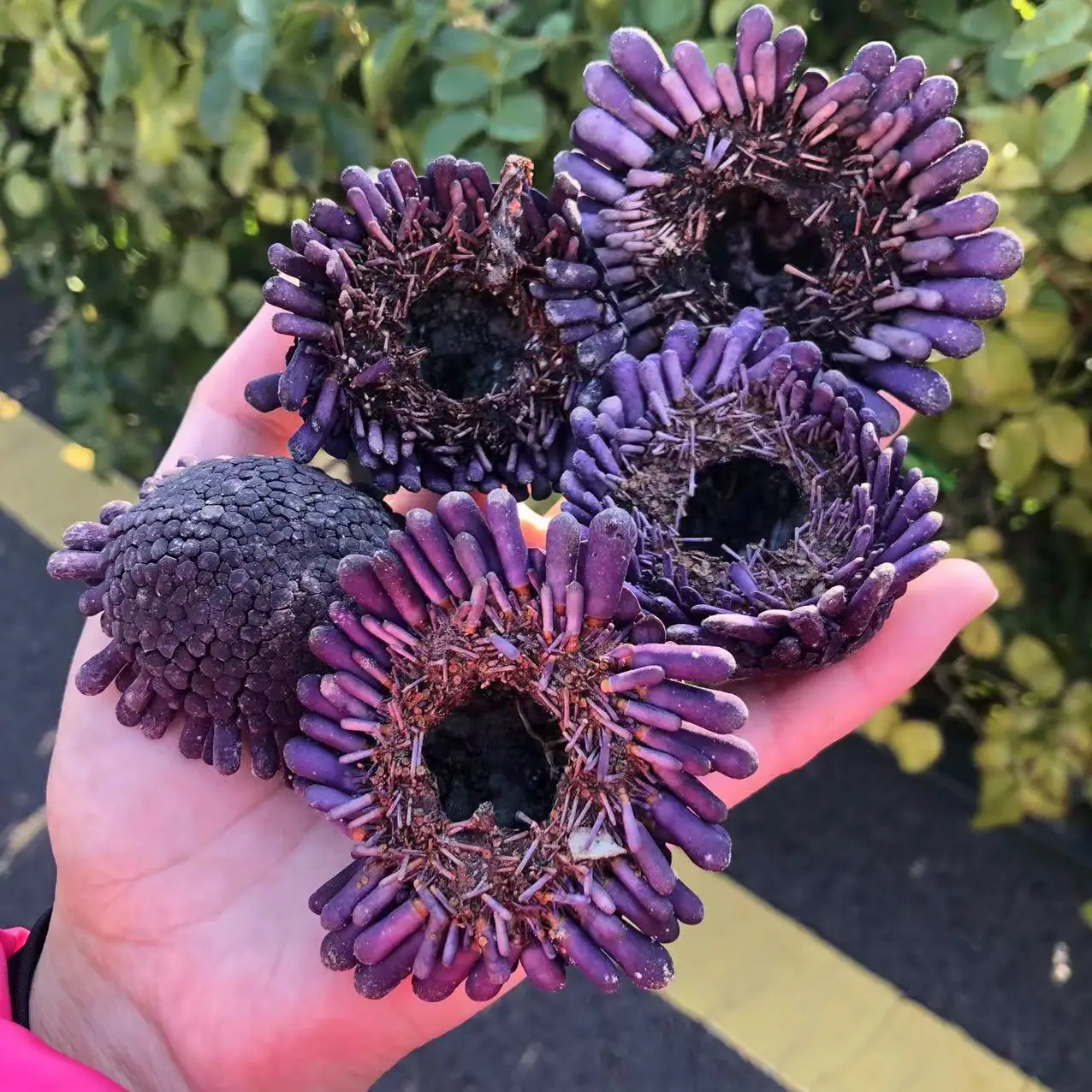 Natural Purple Helmet Urchin Shell & Conch, Mediterranean Ocean Style DIY Succulent Planter, Creative Ornament view 4