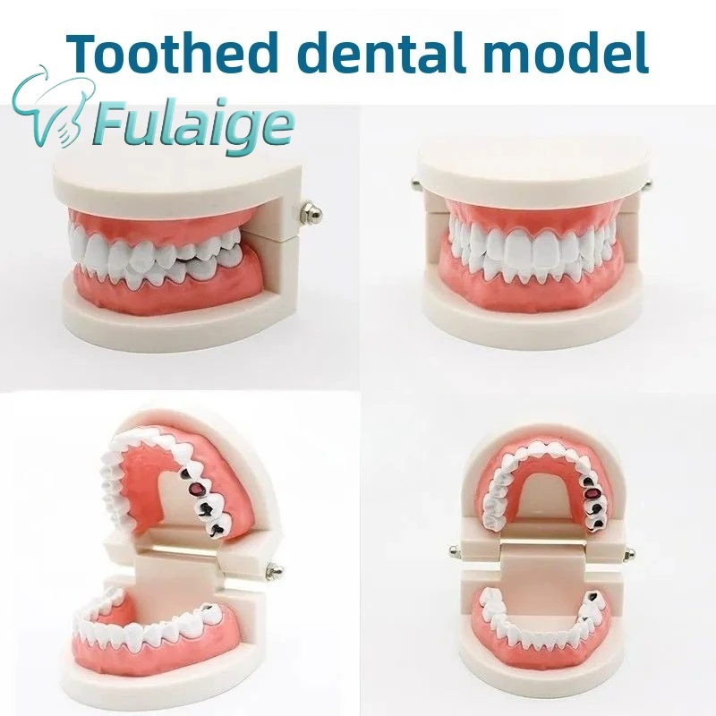 1Pc Standard Dental Teeth Demonstration Model, Plastic Mold for Orthodontic Study Clinic Display Teaching Aid