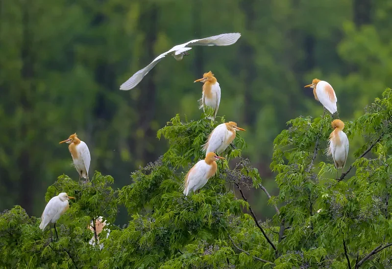 9308E 1:18 4WD RC auto - snelle elektrische terreinwagen, gesimuleerd model (cadeauspeelgoed)