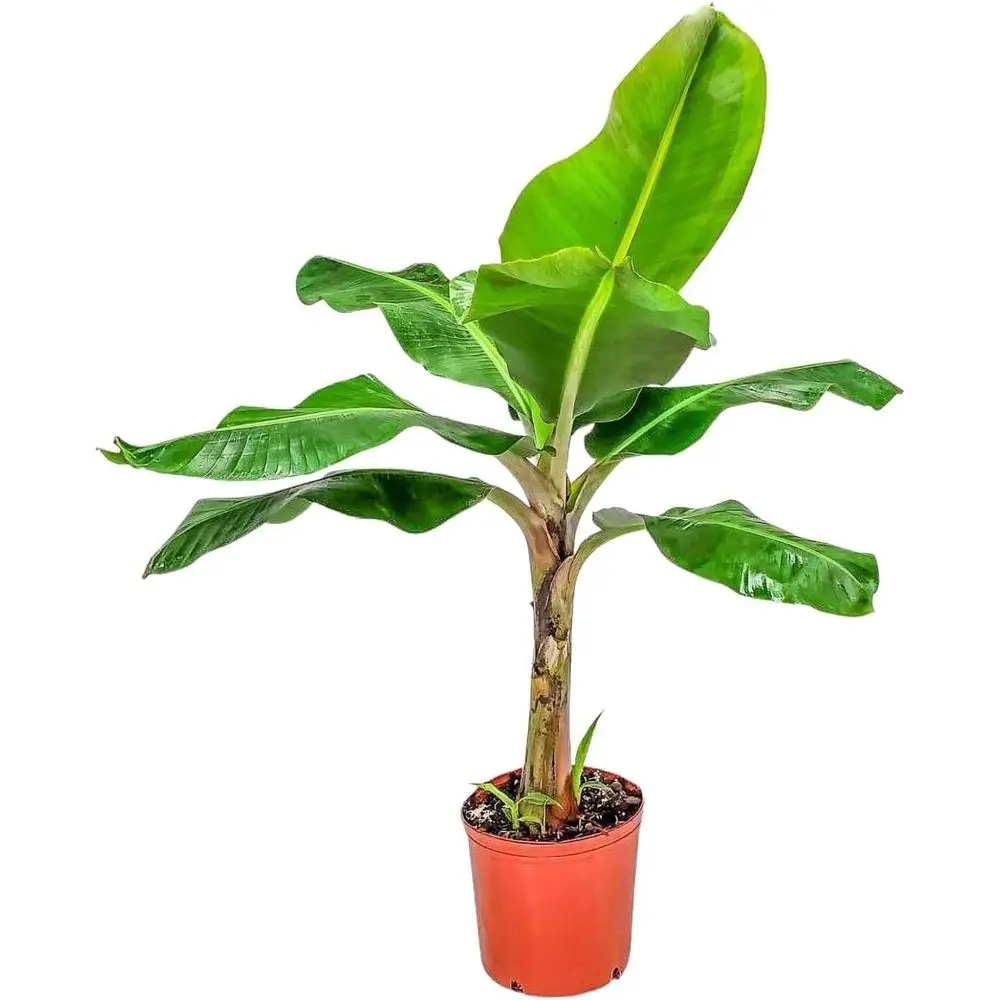 

3 Gallon Edible Banana Plant, 28-38 Inch Tall, Tropical Outdoor Patio Tree