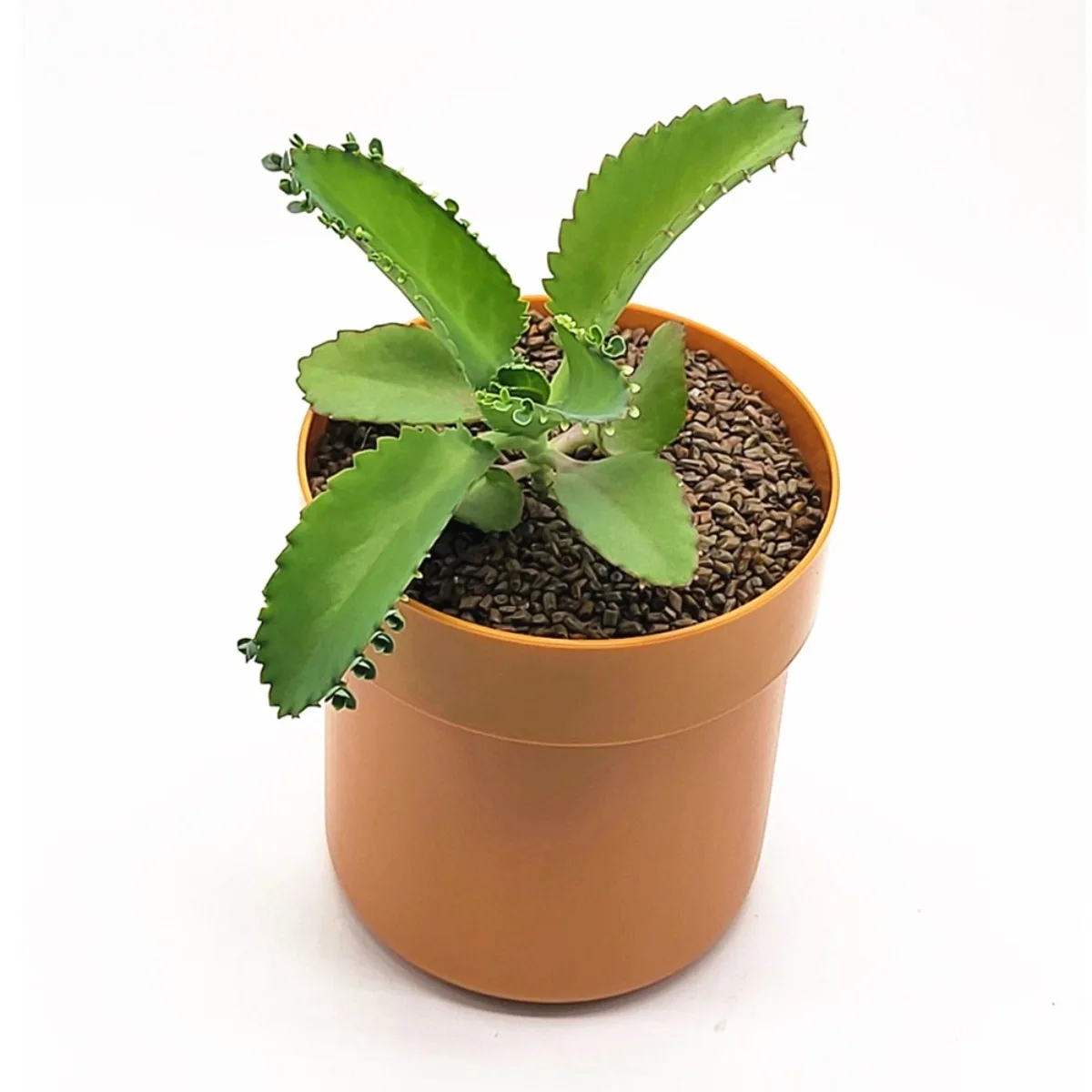 Flowerpot Storage Tank Creative Iron Box with Lock Insurance Password Safety Storage Box Mini Money Storage Organizer Hide Money