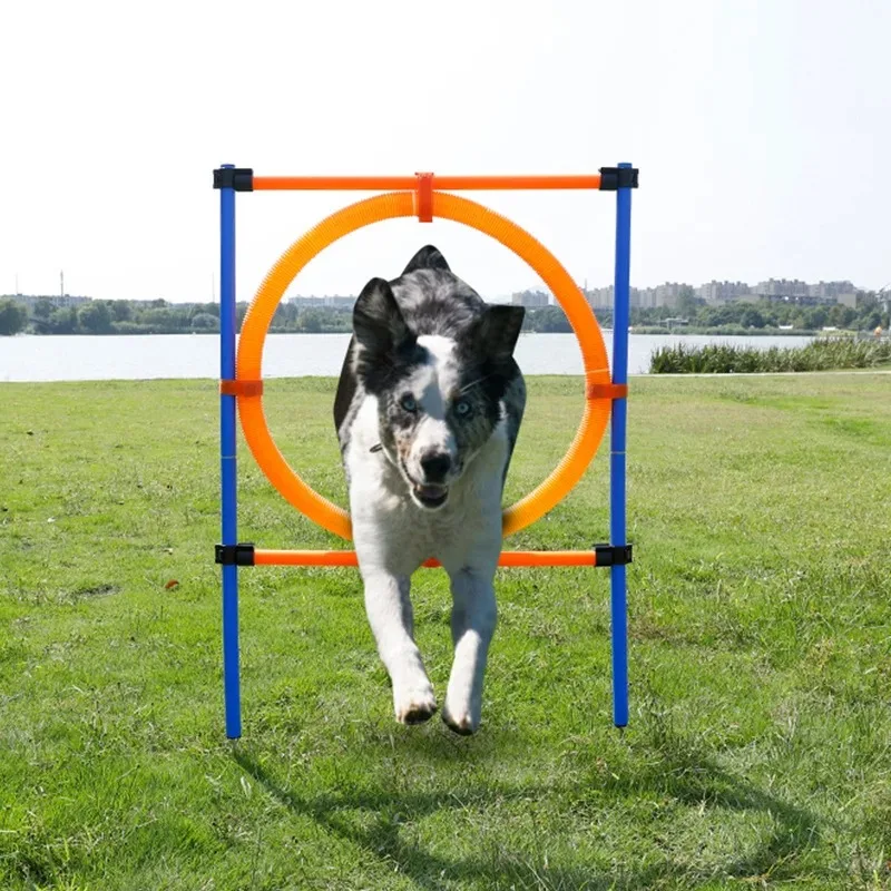 

Stylish Pet Training Equipment Dogs Incorporating Bounceable Agility Training Equipment for Fun Jumping and Cardio Exercises