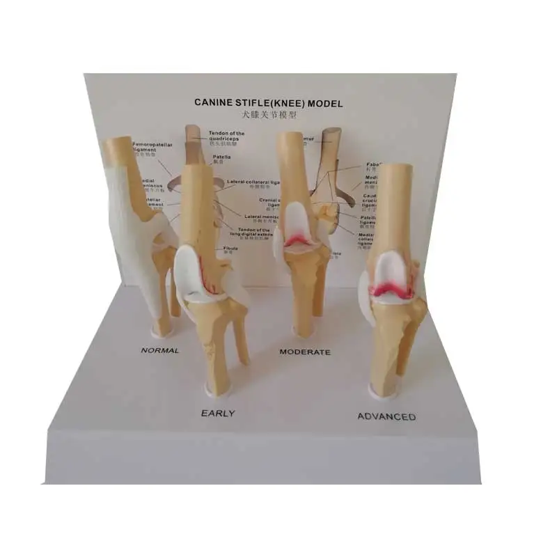 

Canine knee model for educational medical teaching