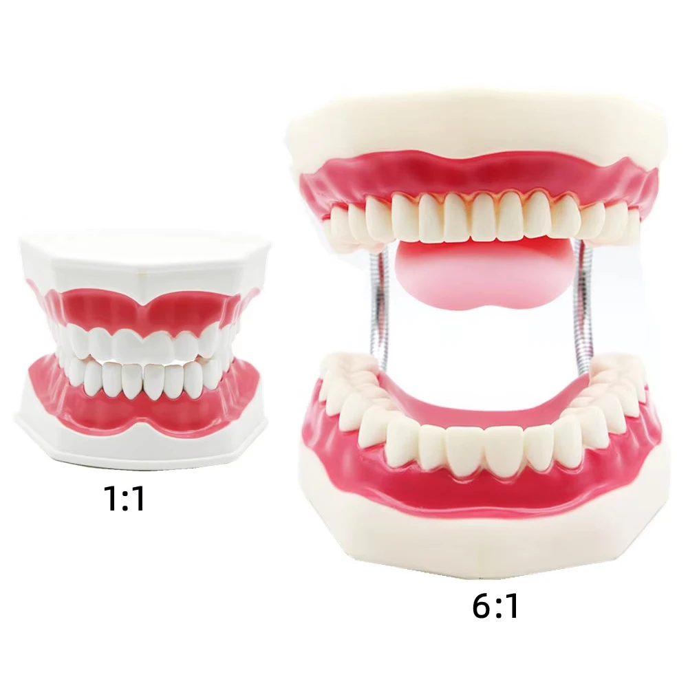

Dental Model Teaching Model Study On The Structure Of Oral Teeth Teeth Dentist Educational Demonstration Tool For Brushing Teeth