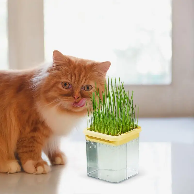 

Cat Grass Planter Soil Free Cat Plant Planting Box Hydroponic Cat Grass Planter Tray Transparent Sprouting Trays For Sprouts