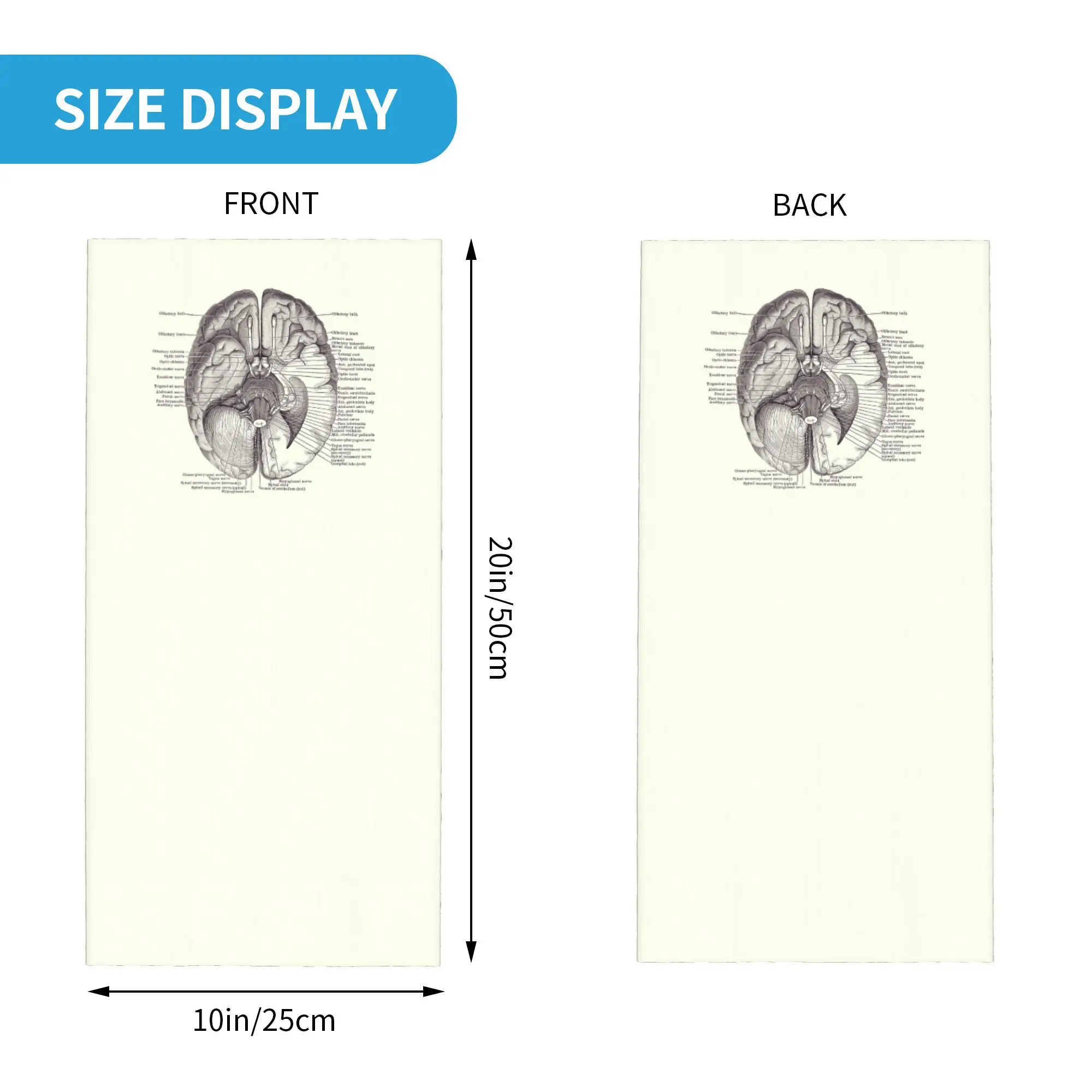 مخطط الجهاز العصبي للدماغ - وشاح ملفوف مطبوع عليه تشريح عتيق للرقبة بالاكلافا الدافئة لركوب الدراجات