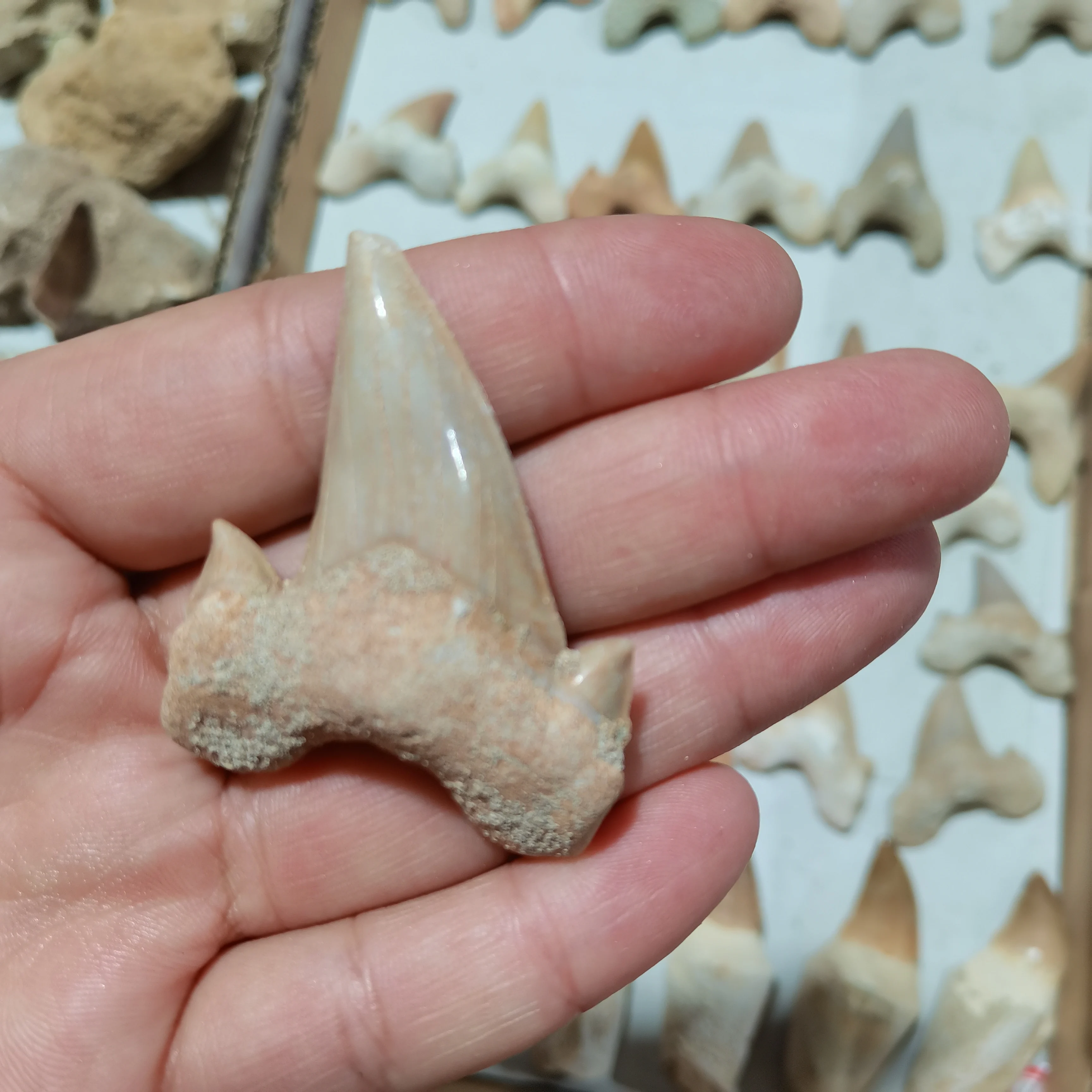 Otodus Obliquus shark tooth Megalodon Aquarium Gift ancester quality stone shark teeth-1pc