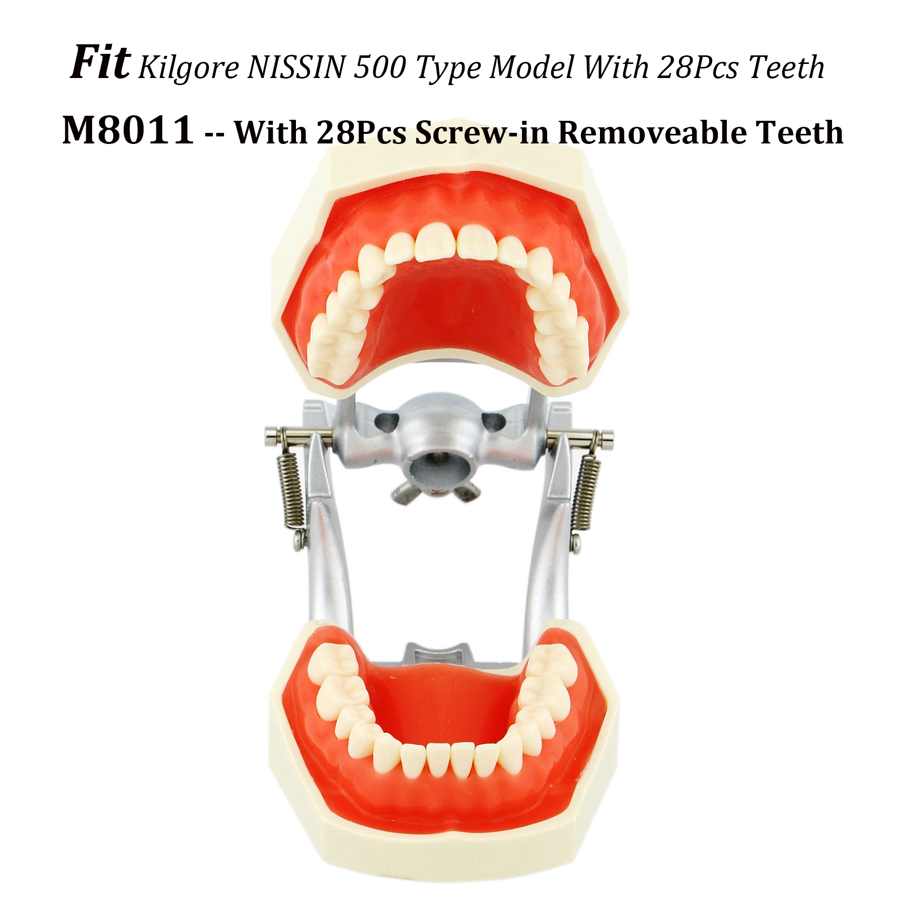 Model typu Kilgore Nissin 500 z 28 sztucznymi zębami wkręcanymi zębami 28 szt. Model zębów praktycznego wypełniania standardowego typodonta M8011