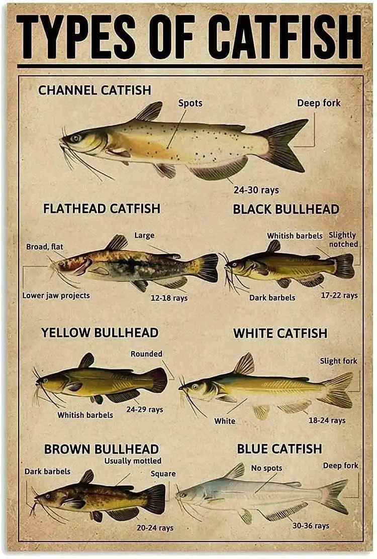 Panneau métallique en étain pour connaissance du poisson-chat, Types amusants d'affiche rétro, peinture, école, Aquarium, Science, salon, salle de bains, cuisine, maison