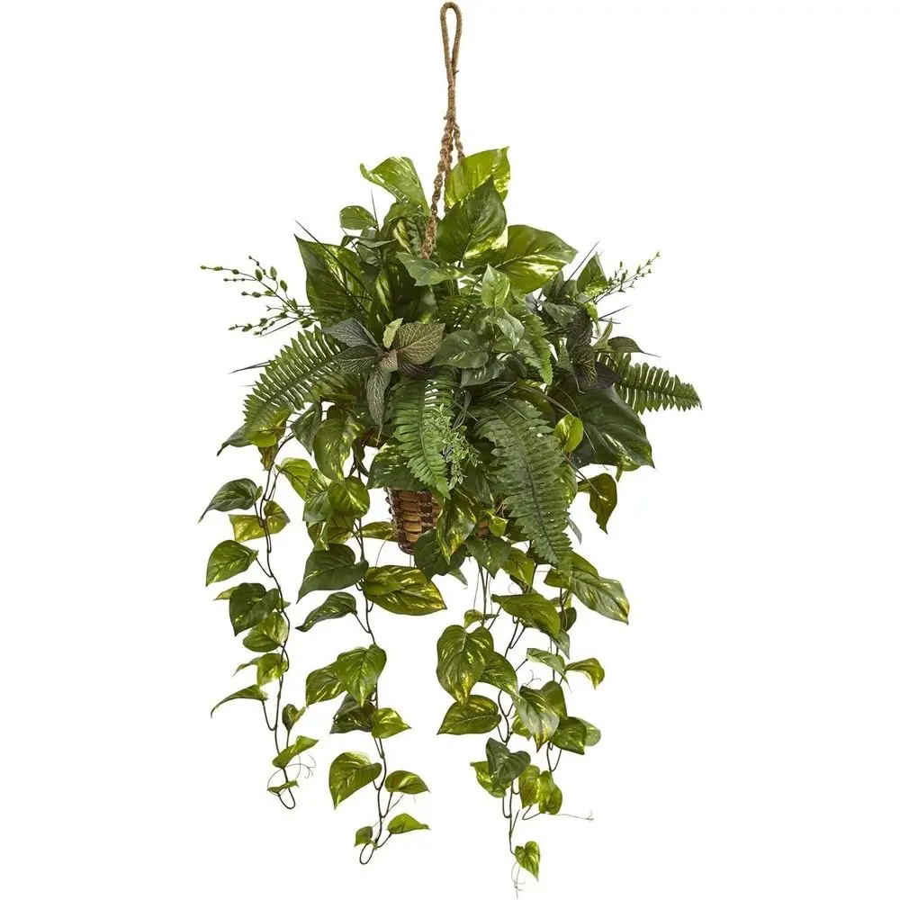

Pothos and Fern Blend in Hanging Basket