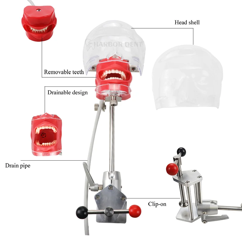 แม่พิมพ์หัวจำลองสำหรับฟัน28ชิ้นแบบโต๊ะยึดหุ่นจำลองสำหรับการเรียนการสอนฝึกฝนฝึกฝนทันตแพทย์