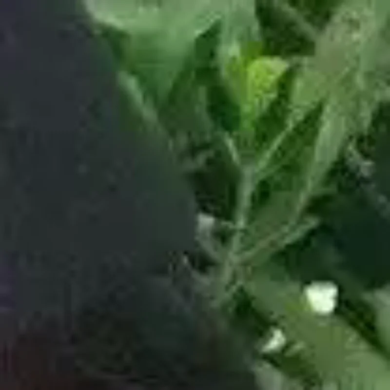 قبعة قبعات قبعات مضيفة طيران مضيفات طيران قبعة عتيقة سوداء مسطحة قبعة مشبك شعر إكسسوارات الشعر