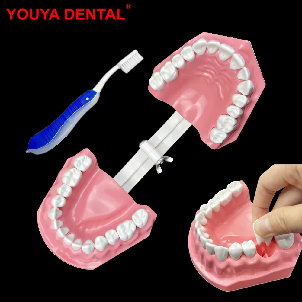 1pcs Plastic Removable Teeth Model Dental Model Teeth Teaching Model For Dentist Dental Students Studying Education Demo Display