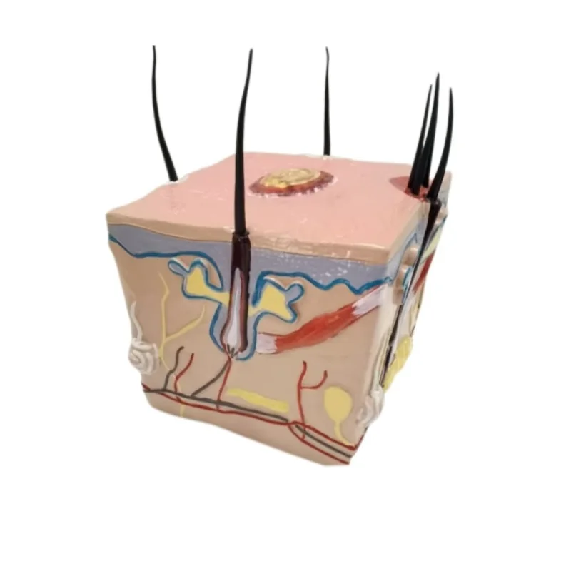 High-quality hair growth process, alopecia folliculitis, capillary neurological teaching model