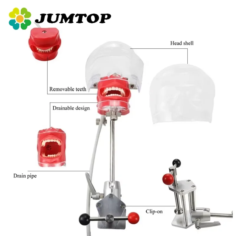JUMTOP Dental Simulation Head Mold with 28Pcs Teeth Clamp Table Type Manikin Phantom