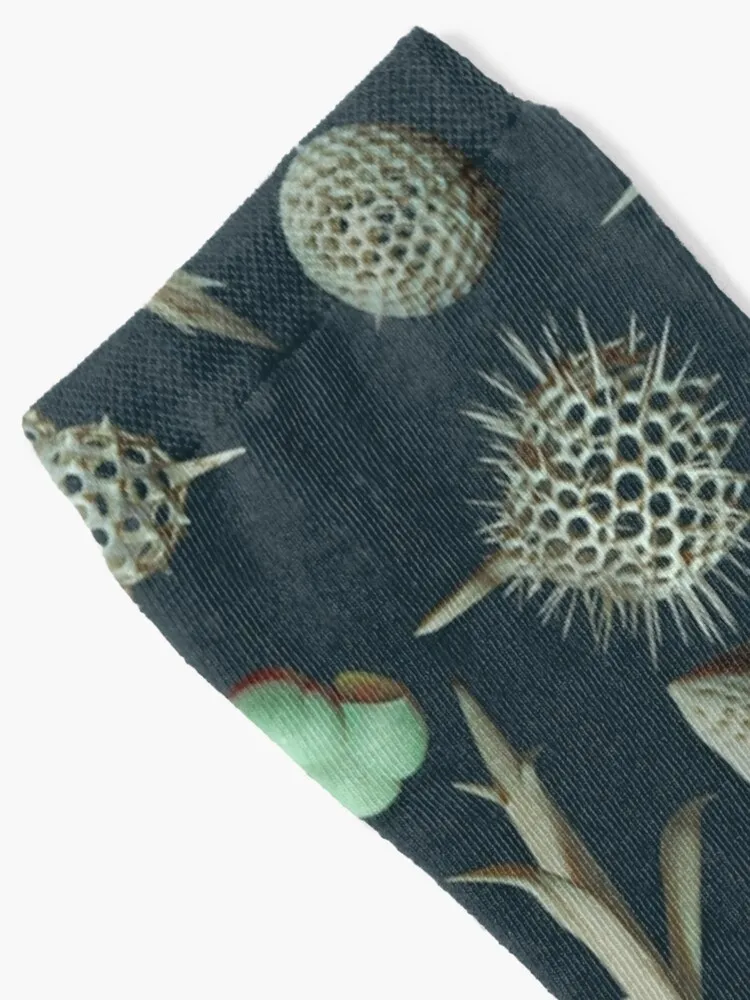 Radiolaria & Foraminifera Sokken