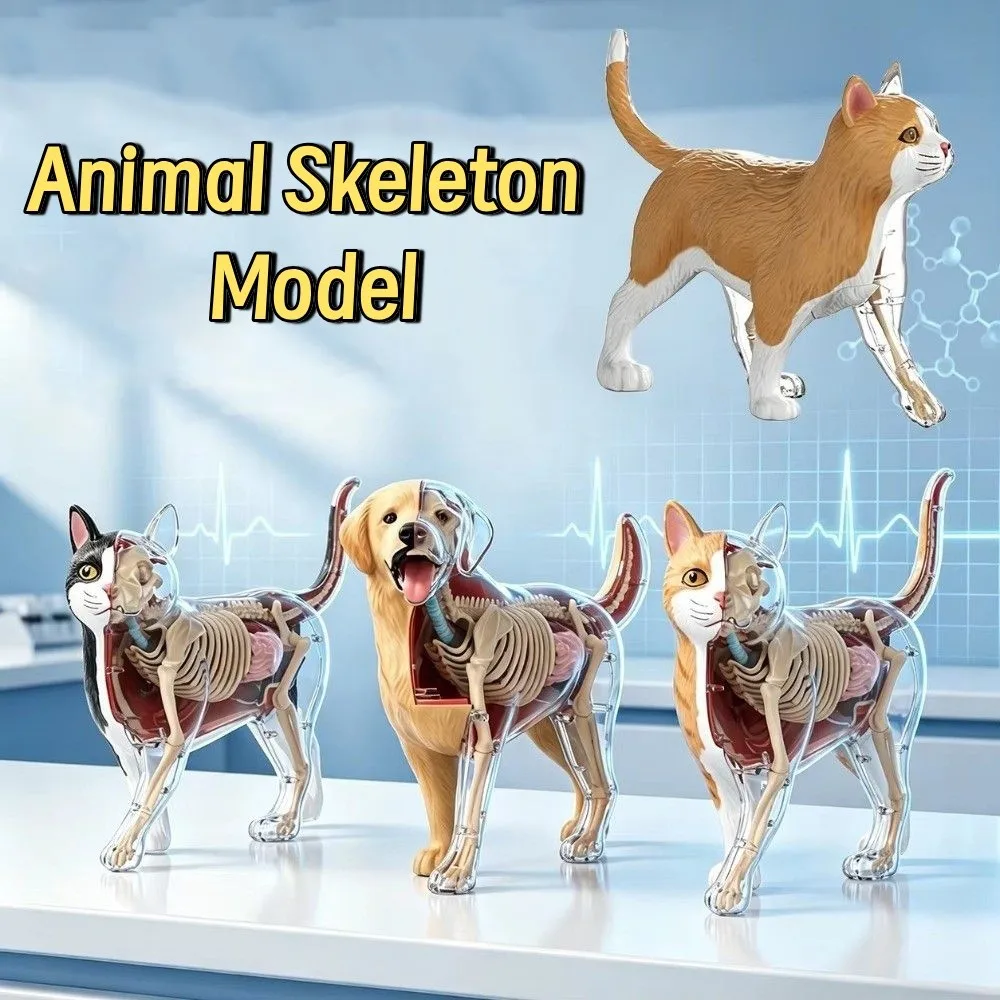 Removable Animal Skeleton Model Toy Realistic DIY Feline Anatomy Model Set Durable Interactive Assembly Puzzle Gift