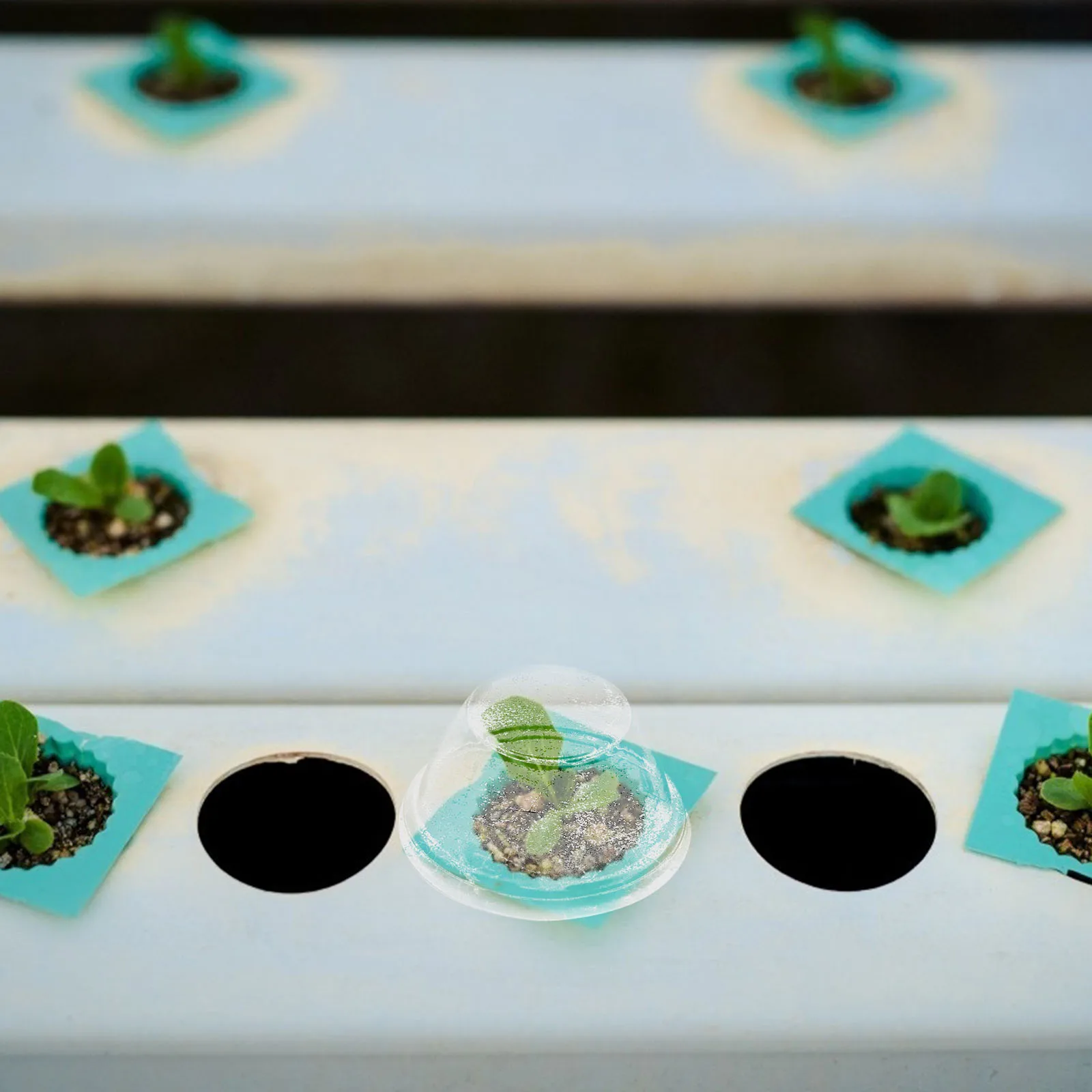 

50pcs Moisturizing Transparent Covers For Plants Plastic Planting Lids Frost Resistance Heat Insulation Protection Botany