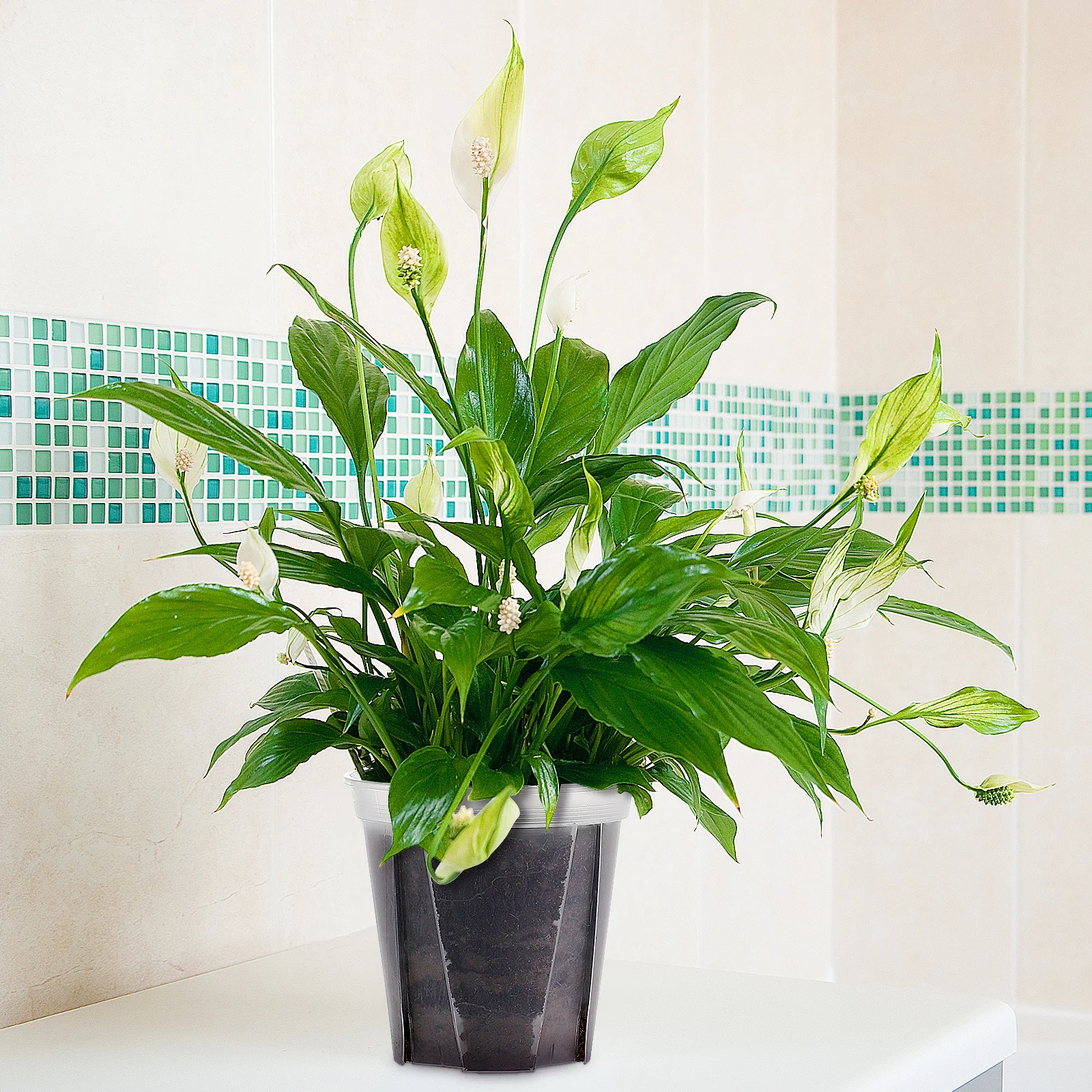 

2pcs Clear Plastic Pots For Succulents Cactus Herbs Transparent With Drainage Holes Nursery Flower Pots For Home Office