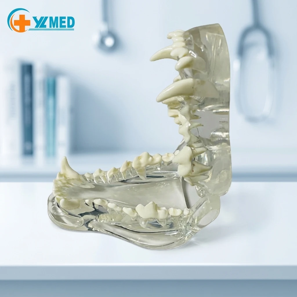 modelo-de-perro-colorido-de-pvc-ecologico-para-ensenanza-para-la-anatomia-medica-la-denticion-y-el-masticado-de-mascotas