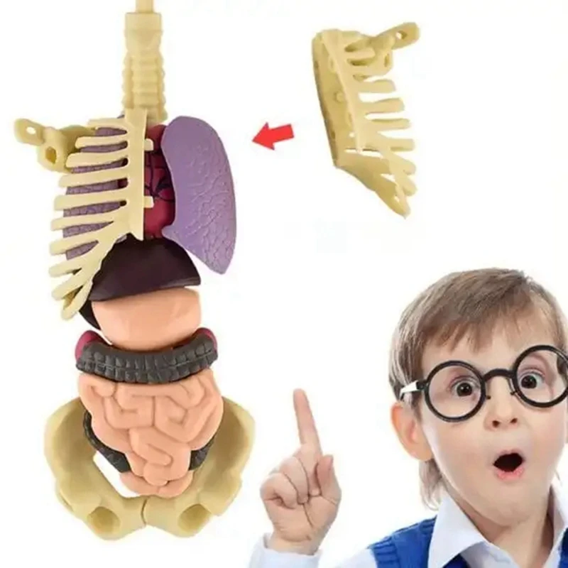 3D Human Body Model For Kid Anatomy Skeleton DIY Organ Assembly Educational School Biological Teaching Aids Tool