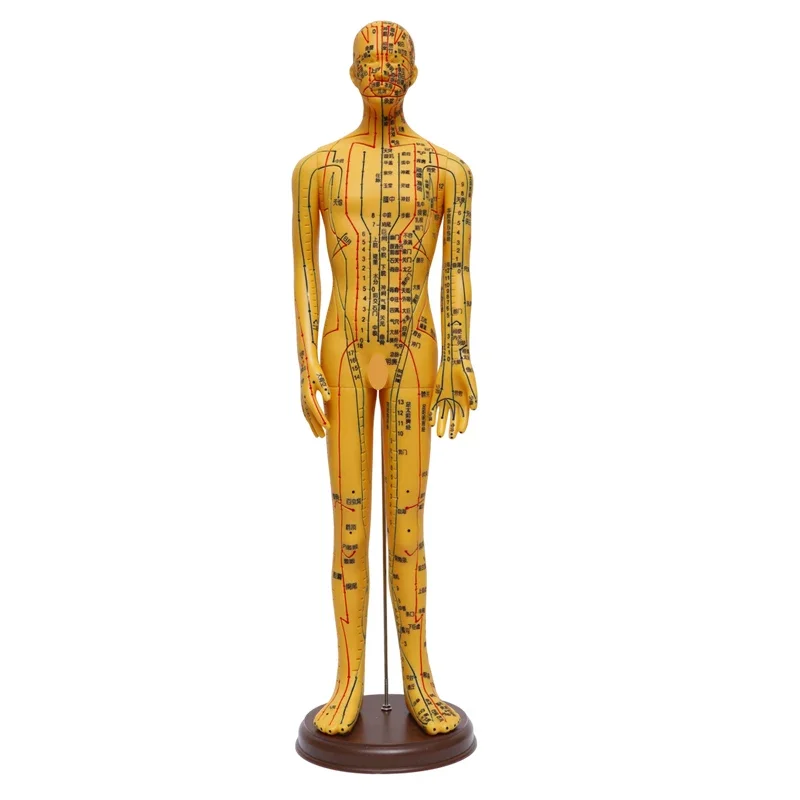 

TCM acupuncture point human model ultra-clear twelve meridians small skin human body acupuncture model male and female models