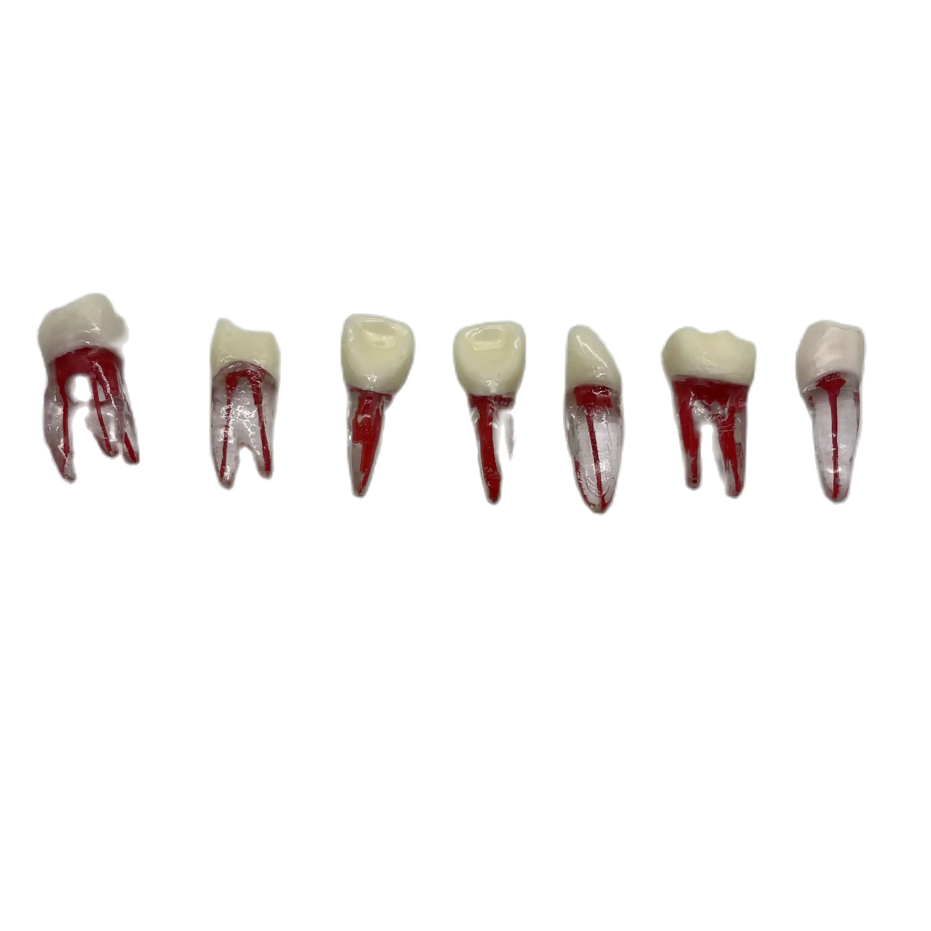 Dental Root Canal Teeth Model M8007 Root Pulp Cavity Model