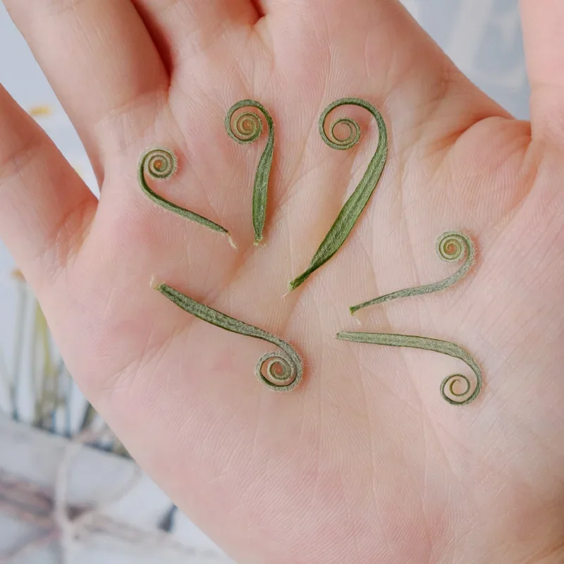 24pcs,Natural Pressed Cycads Shoots,Real Dried Flower for DIY Art Crafts Bookmark Gift Facial Decoration,DIY Jewelry Accessories