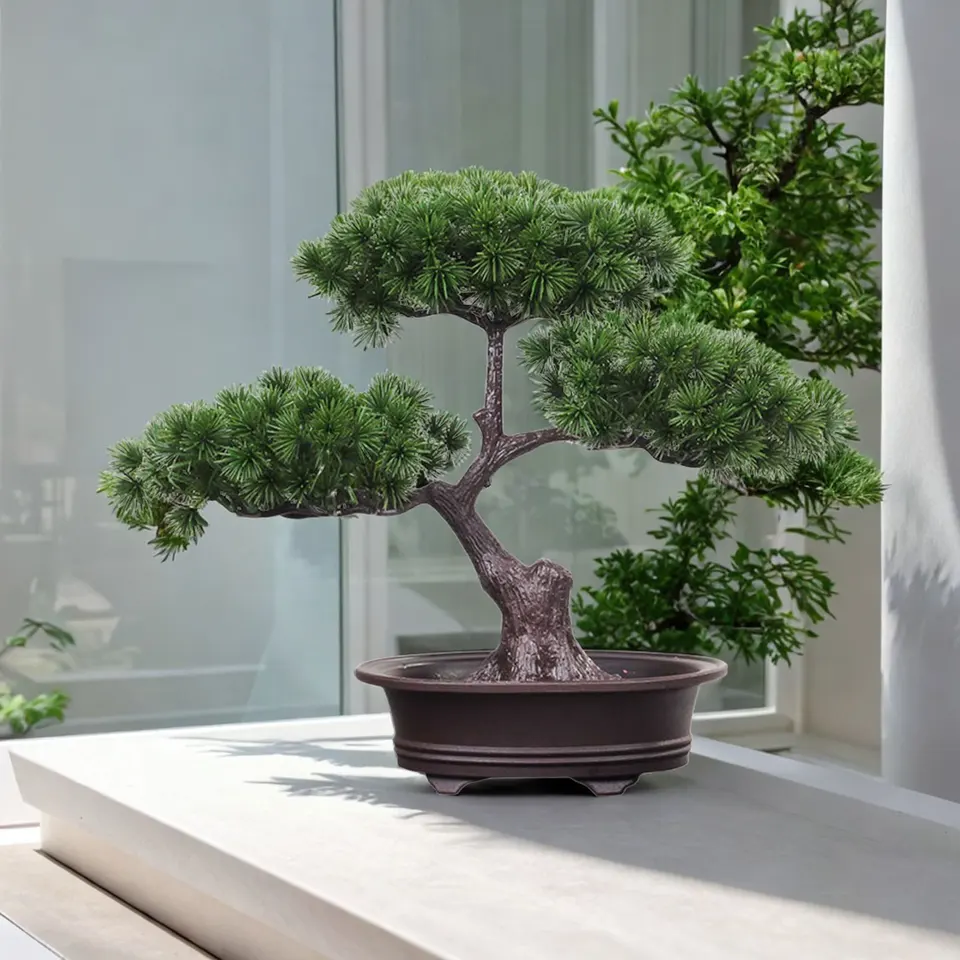 kanarischer drachenbaum zimmerpflanze Dracaena draco | Drachenbaum | Kanarischer Drachenbaum