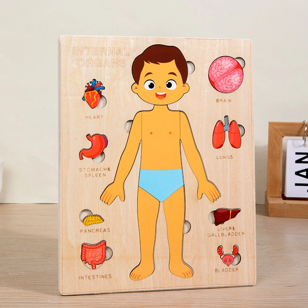 Human Body Puzzle Montessori Toy For Children Early Educational Toy For Children Educational Present