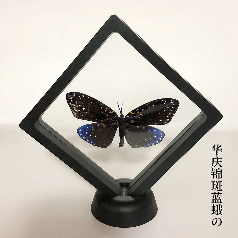 Real butterfly specimen transparent box handicraft birthday gift photography props teaching handicraft home decor