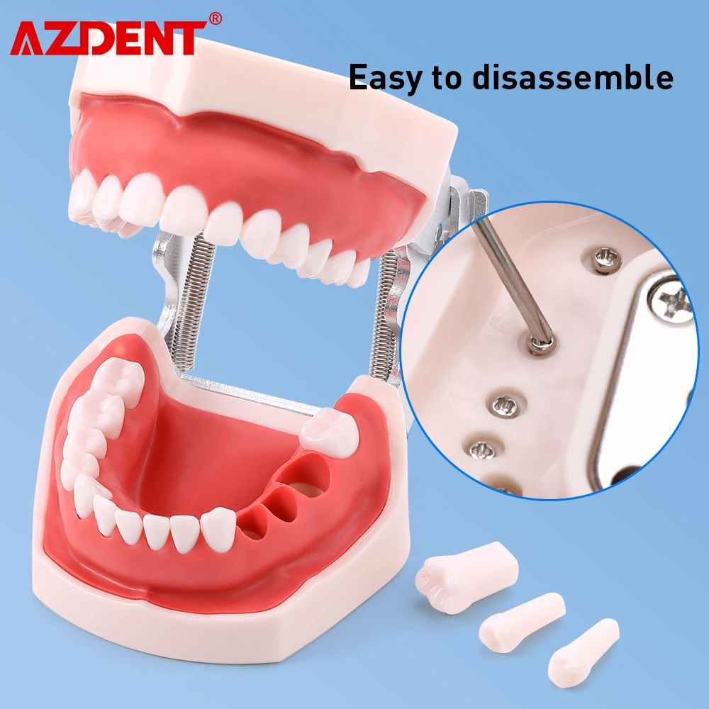 Teeth Model Training Typodont Resin AZDENT Dental Model For Dental Technician Practice Teaching Soft Gum with Removable Teeth