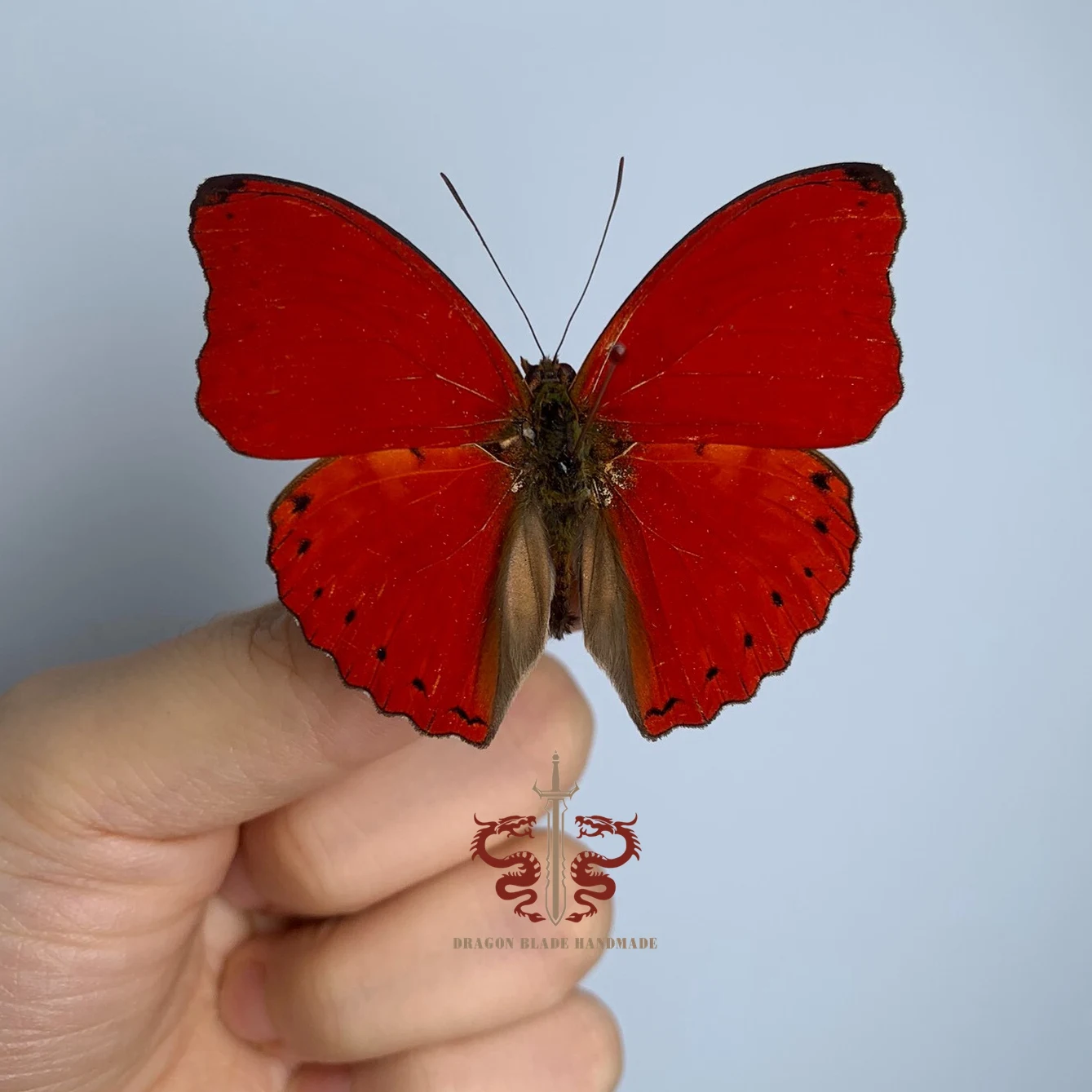 Butterfly specimen Cymothoe sangaris, 1pc wings spread A1/A- high quality, Decorative Display Collection Gifts