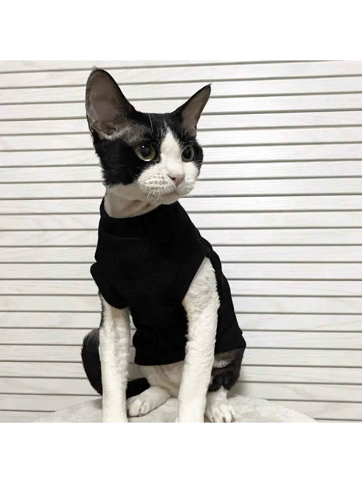 Spring and Summer Sphinx Hairless Cat Clothes Handsome Letter Smiling Face Printed High end Thin Tank Top Devon Konis Cat Bottom