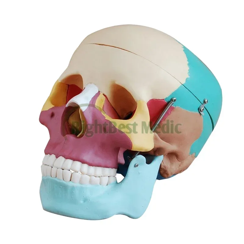 Colored Life-Size Bones Human Skull Model Medical Anatomical Skull Model Bones Model