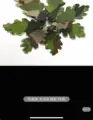Big Five Leaf